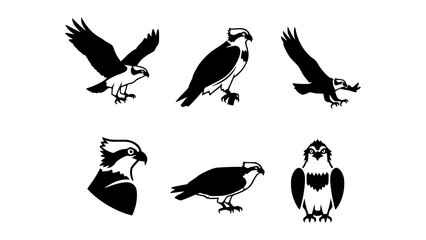 Obraz premium Set of six osprey bird illustrations in black and white