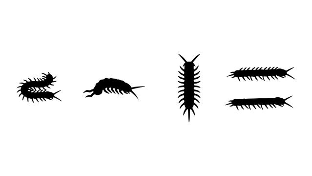 A collection of various centipede silhouettes against a contrasting backdrop. The centipedes vary in size, shape and position, showing unique detail