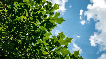 Fototapeta premium Lush green leaves against a bright blue sky.