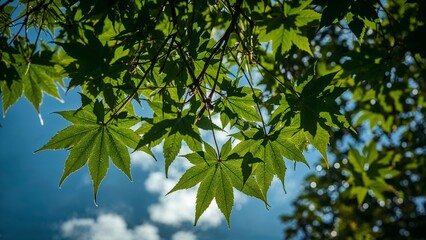 Close-up of vibrant green maple leaves against a partly cloudy sky.