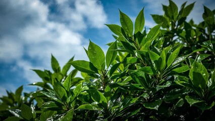 Obraz premium Lush green leaves against a partly cloudy sky.