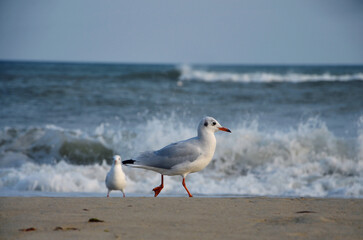 White seagull with grey wings red beak and legs runs along the seashore  , washed by waves with white foam.Nature seashore landscape ,wild birds, fauna, seagulls, wildlife protection concept.