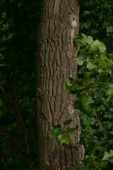 The image presents a detailed closeup view of a rugged and textured tree trunk, surrounded by the greenery of the woods