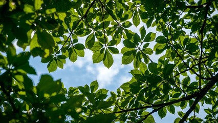 Obraz premium Lush green leaves frame a vibrant blue sky.
