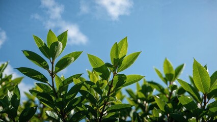 Obraz premium Lush green leaves against a bright blue sky.