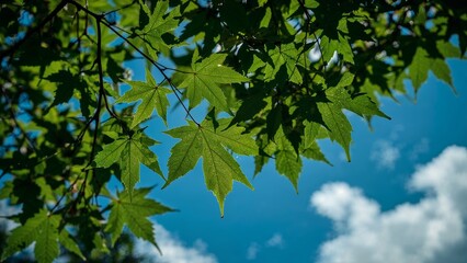 Lush green maple leaves against a vibrant blue sky.