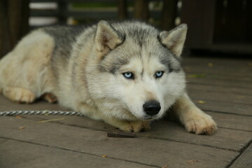 Siberian husky dog with blue eye relax lying. Closeup portrait