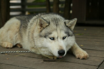 Siberian husky dog with blue eye relax lying. Closeup portrait