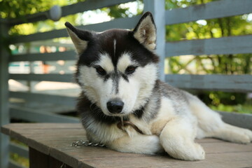 Siberian husky dog with blue eye relax lying. Closeup portrait