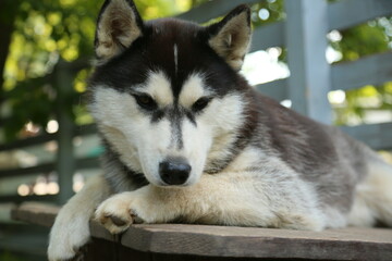 Siberian husky dog with blue eye relax lying. Closeup portrait