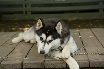 Siberian husky dog with blue eye relax lying on the woods. Closeup portrait