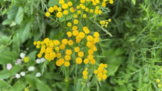 Vibrant yellow tansy flowers bloom against a lush green backdrop 