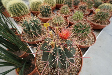 Kakteen mit Blüte