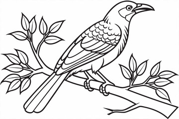 coloring page line art the bowerbird black vector