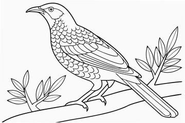 coloring page line art the bowerbird black vector