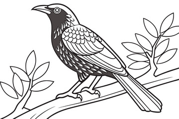 coloring page line art the bowerbird black vector