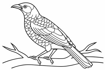 coloring page line art the bowerbird black vector