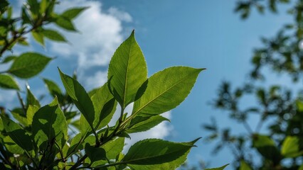 Fototapeta premium Lush green leaves against a clear blue sky.