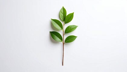 Fototapeta premium Green leaves on a stem, simple and clean design