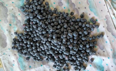 garden blueberry 