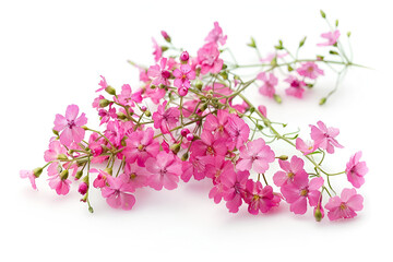 Delicate Pink Flowers on White Background