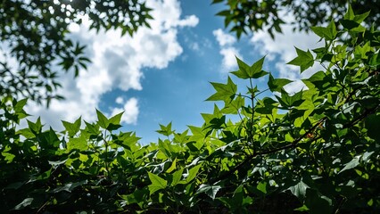 Fototapeta premium Lush foliage and a partly cloudy sky.