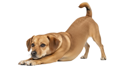 Isolated Brown Dog Stretching