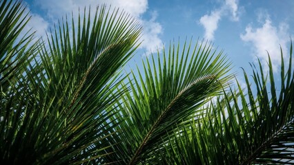 Fototapeta premium Close-up view of lush palm fronds against a partly cloudy sky.