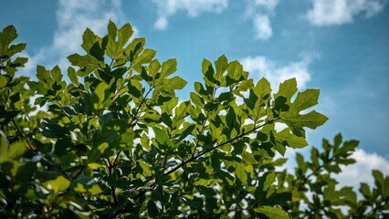 Lush green leaves against a bright blue sky.