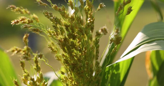 Sorghum field swaying gently in slow motion