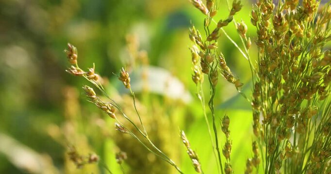 Slow motion panicle of sorghum swaying in the gentle wind