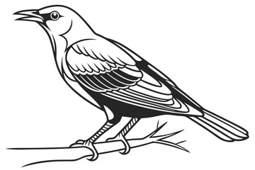 coloring page line art the thrush black vector