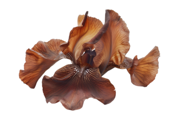 Brown Iris Flower Dark Background Botanical Beauty