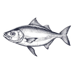Detailed Ossetra Fish Sketch on White Background