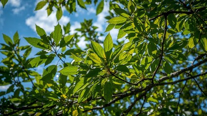 Fototapeta premium Lush green leaves of a tree against a partly cloudy sky.