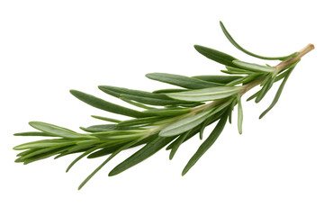 Fototapeta premium rosemary isolated on white background PNG,AI GENERATED