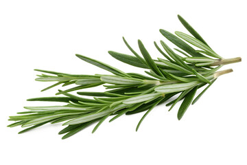 Fototapeta premium rosemary isolated on white background PNG,AI GENERATED