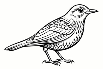 coloring page line art the blackbird black vector
