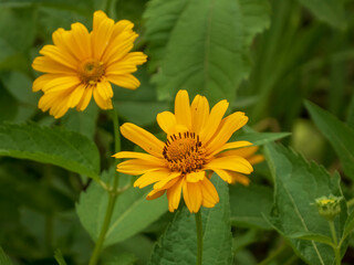 Vibrant Pair of Bright Yellow False Sunflowers in Summer Bloom