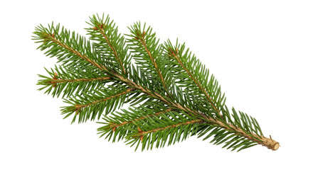 Isolated Fir Tree Branch, Evergreen Foliage