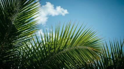 Fototapeta premium Close-up view of lush palm fronds against a bright blue sky.