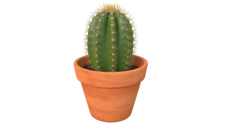 Isolated Cactus in Terracotta Pot
