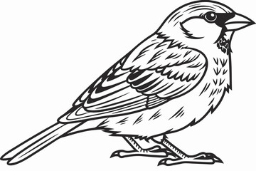 coloring page line art the sparrow black vector