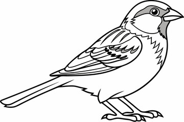 coloring page line art the sparrow black vector