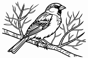 coloring page line art the sparrow black vector