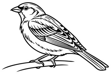 coloring page line art the sparrow black vector