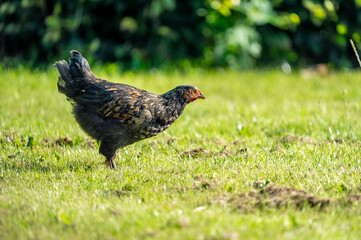Organic wild chickens on grass field 2025 © LeonHansenPhoto