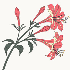 vector illustration of  xylobium squalens