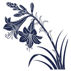 black and white xylobium pallidiflorum