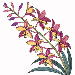 xylobium pallidiflorum with leaves